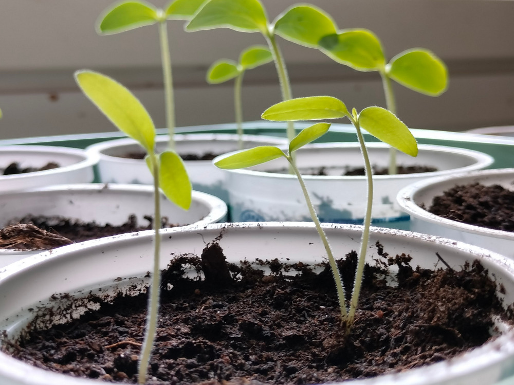 Tomaatintaimet ovat myös lähteneet iloisesti kohti valoa, joskin suuremmalla viiveellä. Keskimmäisessä tomaattiruukussa ei näy elämää...jäiköhän siemenet laittamatta?