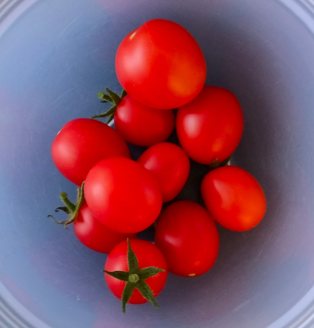 Kuvassa yhden päivän poiminnat. Paras sadonkorjuu taisi olla kahdenkymmenen tomaatin luokkaa! Nämä ovat siis hieman viinirypäleitä suurempia – älä hämäänny kipon koosta!