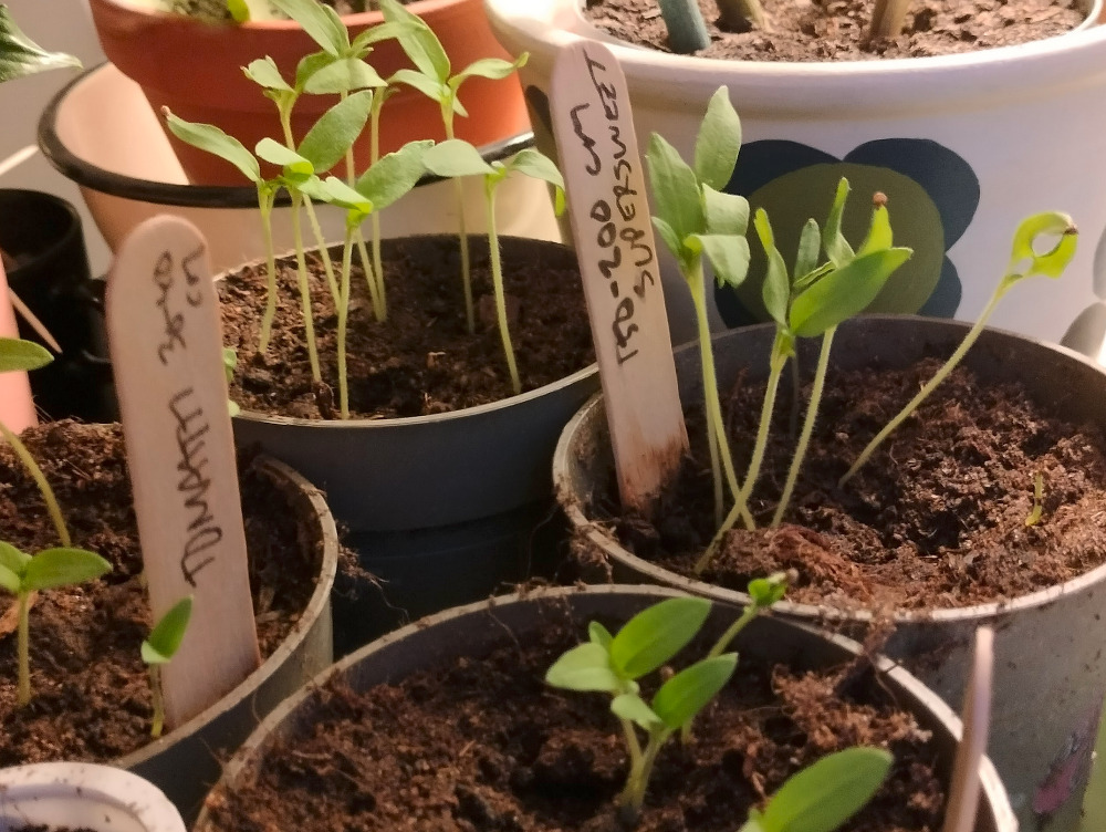 Itämispuuhia alkuperäisissä istutusruukuissa. Kasvit on näistä siirretty jo yksityisruukkuihinsa.