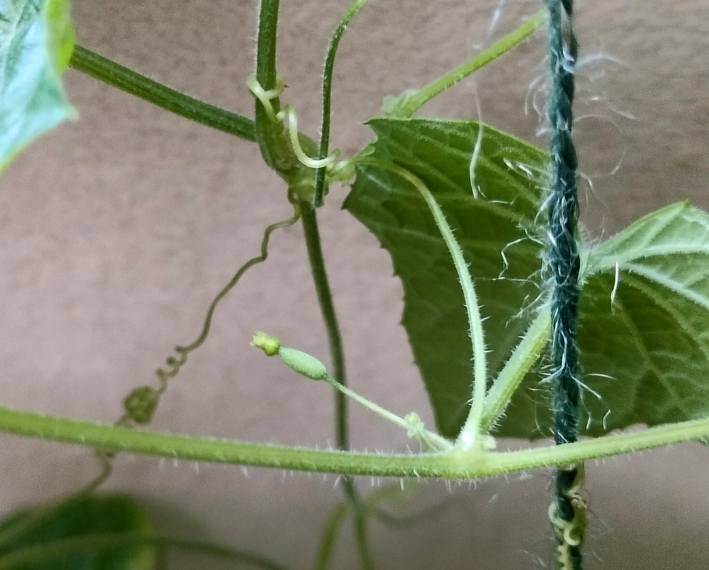 Viidakkokurkku teki kyllä useitakin kukanalkuja, mutta ei sitten koskaan selvinnyt loppuun asti...