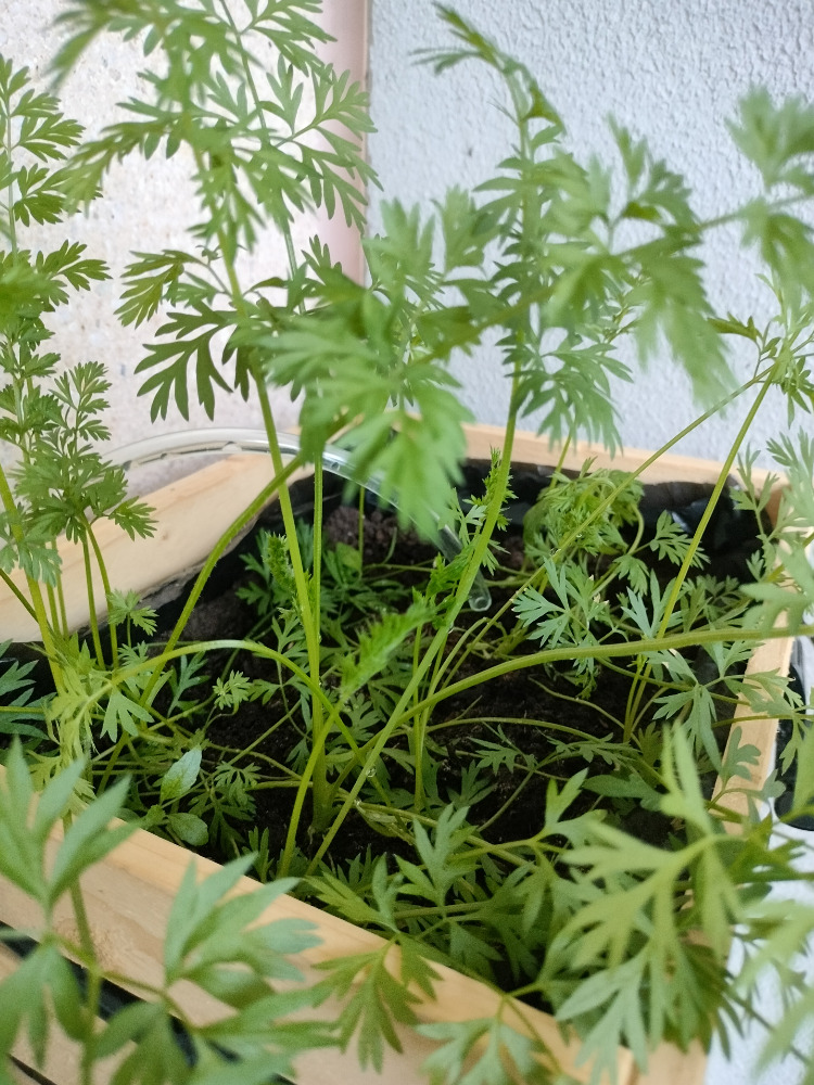 Porkkanalaatikko (ei se jouluversio) sekä häthätää sille vedetty kasteluletkun pää.