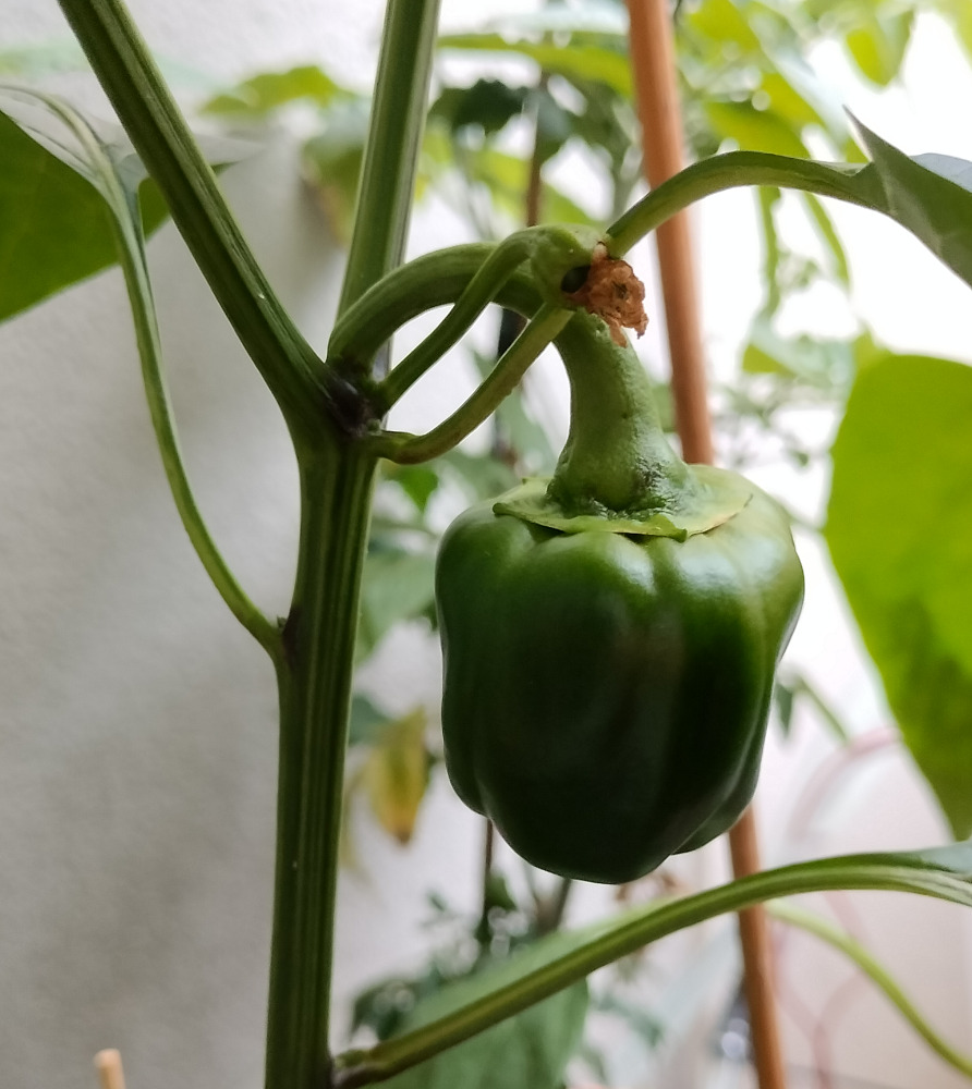 Ihme kyllä paprikat menestyivät parvekkeella melko mukavasti!