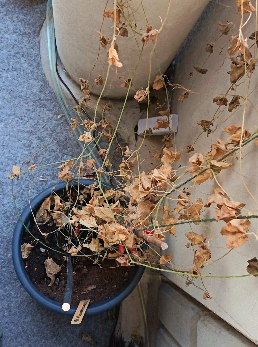 Viidakkokurkku tekee paljon lehtiä, eikä se sitten juuri muuta meillä ainakaan ehtinyt tehdä. Lehtiin nimittäin kertyi huimat määrät härmää, jota monista yrityksistä huolimatta ei saatu karkotettua :(