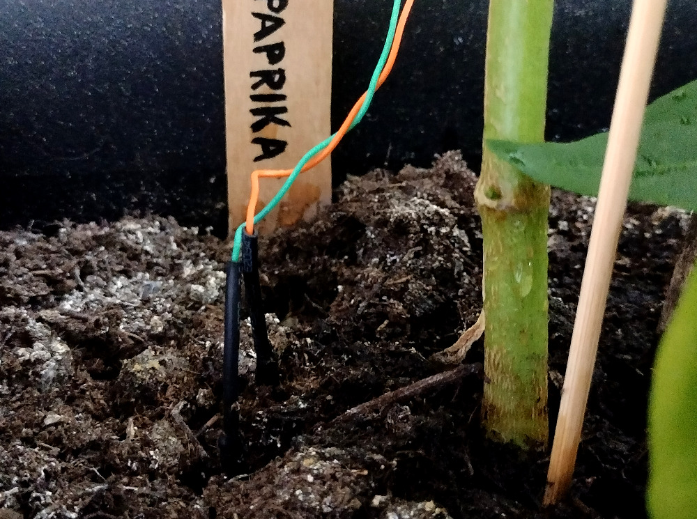 Kosteus"anturi"... kuorin paksuhkoa yksisäikeistä kuparikaapelia, koska pienen riisöörtsin jälkeen päättelin sen sylkevän multaan kaikista vähiten myrkyllisiä aineksia. Kupari kuitenkin pinnoittui melko nopeasti, ja loppukesästä kosteusmittaukset olivat jo täysin käyttökelvottomia, vaikka yritin "antureita" hioakin...